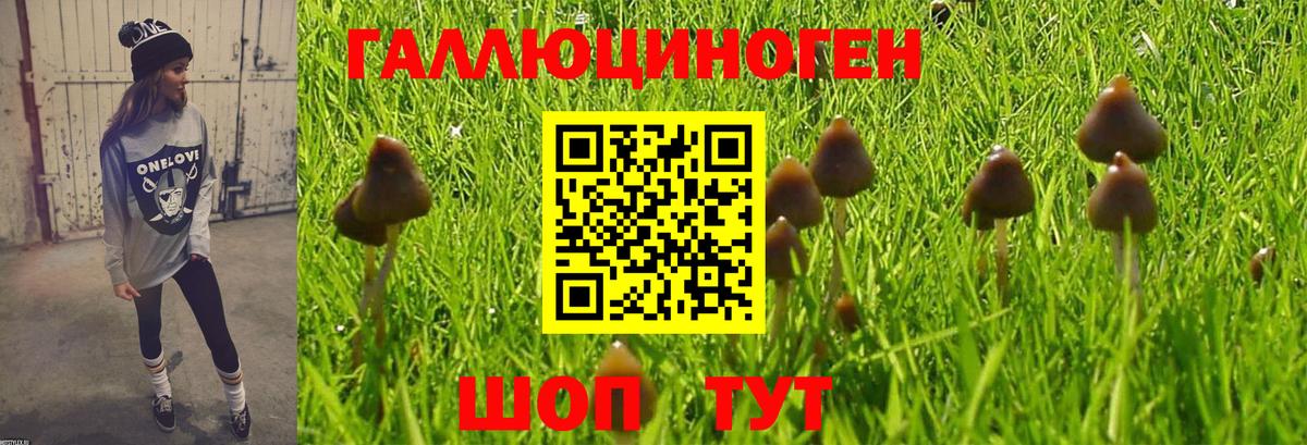 Лесной  Псилоцибиновые грибы Cubensis  Вход с VPN  Псилоцибиновые грибы Psilocybine cubensis 